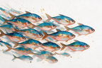 ARBYNART Abstract Art | Gilded Shoal in Motion