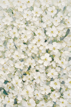 ARBYNART Abstract Art | Whispers of White Blossoms